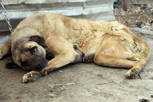 Sokak köpeğinden 2 kiloluk kitle alındı