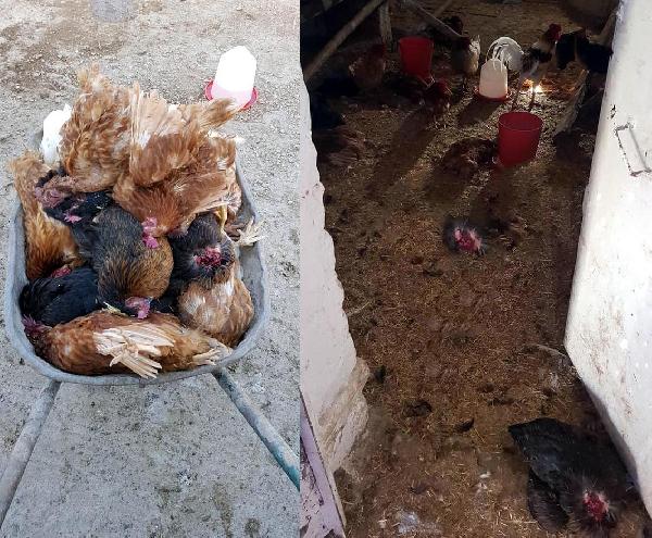 Erkan BAY/ELAZIĞ, (DHA)- ELAZIĞ'ın Ataşehir Mahallesi'nde bir evin bahçesine giren