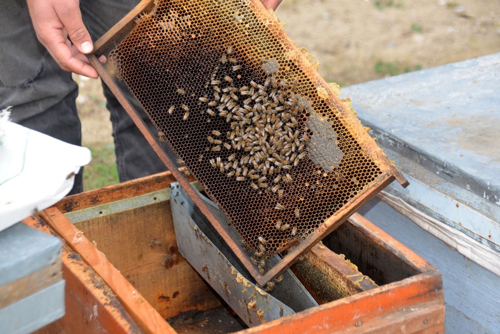 Adana’da binlerce arı öldü!