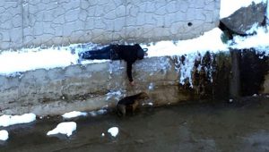 Sokak köpeğini kurtarmak için donmayı göze aldı Gümüşhane’de duyarlı bir