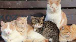 Hayvanları Koruma Kanunu ile Türk Ceza Kanununda Değişiklik Yapılmasına Dair