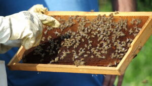 Bingöl Üniversitesi Pilot Üniversite Koordinasyon Merkezi, arıların kovan korumak için