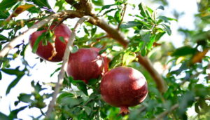 Denizlili nar üreticisi, sezondan umutlu. Bölgenin önemli gelir getirici ürünlerinden