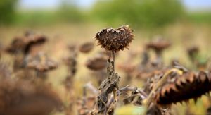 Türkiye’nin ayçiçeği ihtiyacının önemli kısmını karşılayan Trakya’da yaz mevsiminin kurak