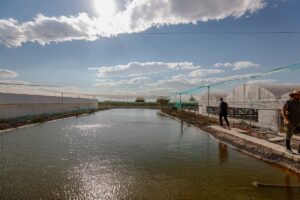 ANTALYA (AA) – SÜLEYMAN ELÇİN – Antalya'da 40 dönüm arazide