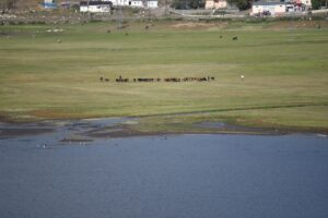 ARDAHAN (AA) – Ardahan-Kars sınırında yer alan Çıldır Gölü'nün su