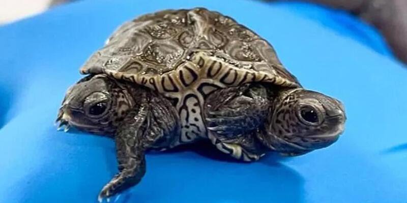 ABD’de dünyaya gelen 2 başlı 6 ayaklı kaplumbağa, görenleri şaşırtıyor
