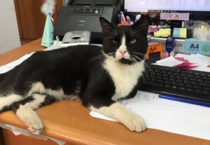 MUĞLA (AA) – Bodrum Cumhuriyet Başsavcılığı, Bodrum Denetimli Serbestlik Müdürlüğü