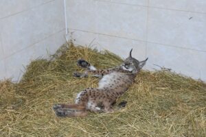 AFYONKARAHİSAR (AA) – Denizli'nin Çardak ilçesi Hayriye Mahallesi'ndeki dağlık alana