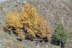 AĞRI (AA) – Ağrı'nın Eleşkirt ilçesinde bulunan Güneykaya Dağları'ndaki vadiler,