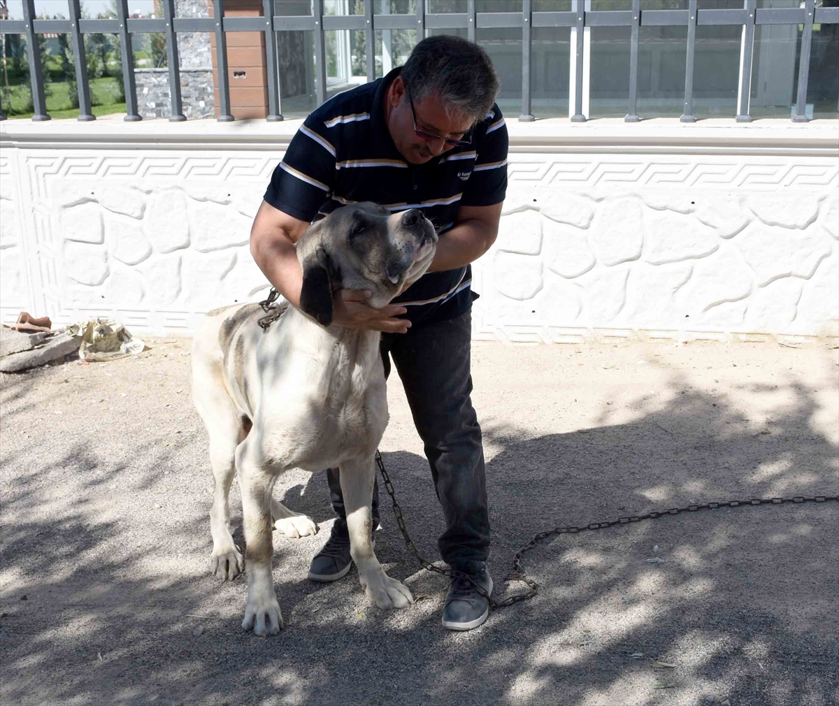 Aksaray Da Uretim Ciftliginden Calinan Malakli Cinsi Kopek Bulundu Haber 1