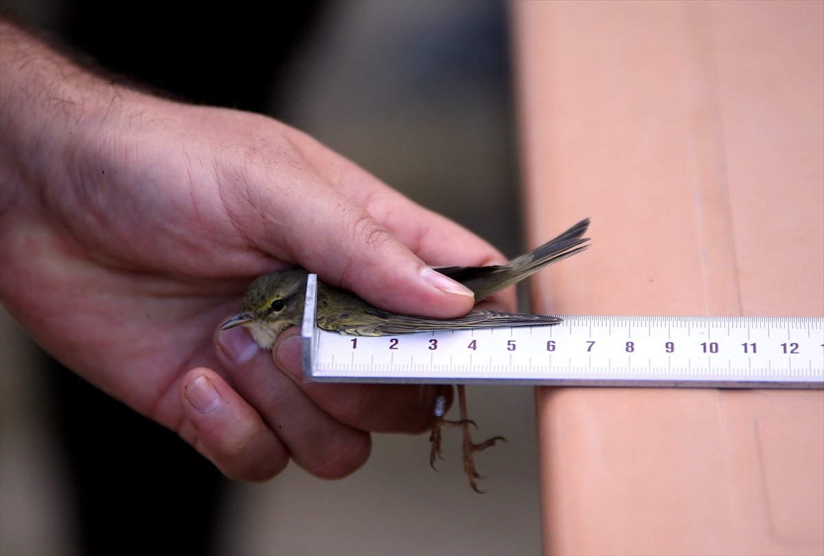 Antalya'da halkalanan kuşların İskandinavya'ya kadar göç ettiği tespit edildi