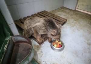 BURSA (AA) – SERGEN SEZGİN – Bursa'nın Karacabey ilçesinde, Ovakorusu