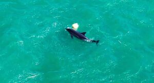 BALIKESİR (AA) – Balıkesir'in Ayvalık ilçesinde sahile yakın bir bölgede