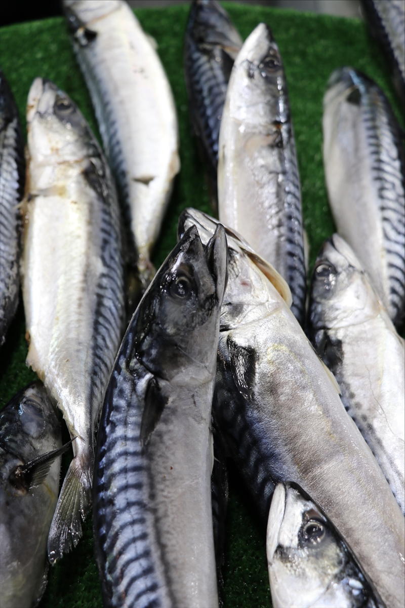 Batı Karadeniz'de balığın azalması fiyatlara yansıdı