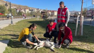 BAYBURT (AA) – Bayburt'ta Genç Kızılay üyeleri, kış öncesi sokak