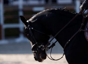 - Kupada "Goldplay" isimli atıyla Uğur Yılmaz birinci oldu