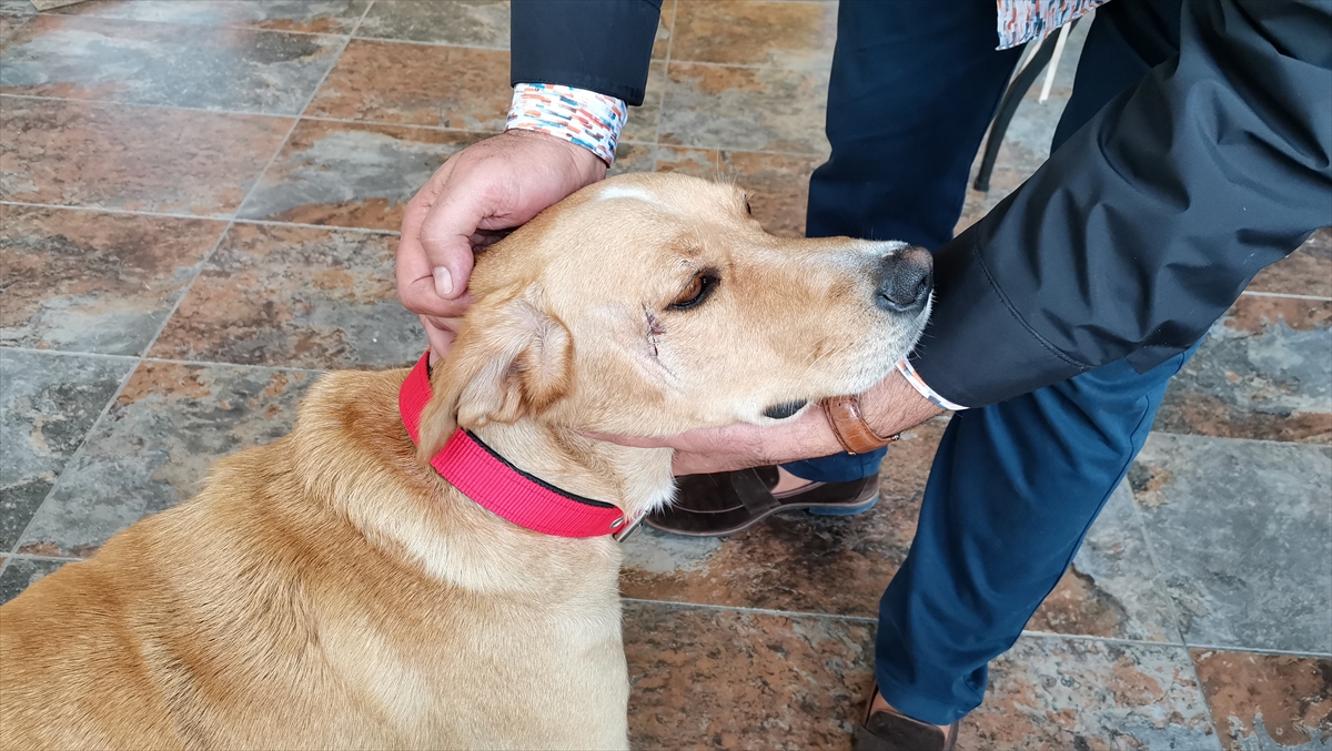Büyükçekmece'de bıçaklanan köpeğe müdahale anı güvenlik kamerasına yansıdı