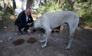 ÇANAKKALE (AA) – Çanakkale'de, 4 Ekim Dünya Hayvanları Koruma Günü