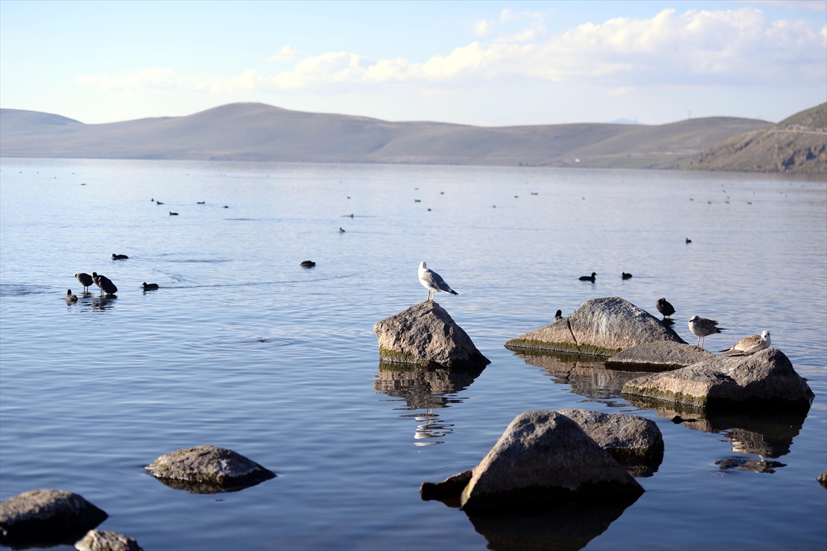 Çıldır Gölü'nde üreme dönemini tamamlayan martılar göçe hazırlanıyor