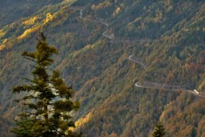 DÜZCE (AA) – Düzce'nin Gölyaka ilçesindeki yaylalar ve köylerdeki ormanlar,