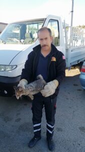 ERZİNCAN (AA) – Erzincan'da kamyonetin motor kısmına sıkışan kedi yavrusu,