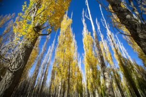 ERZURUM (AA) – Erzurum'da Konaklı Kayak Merkezi'nin eteklerindeki mesire alanı