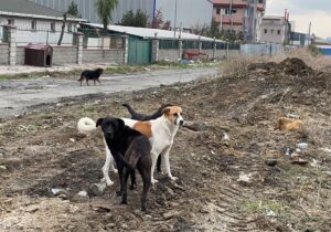 İSTANBUL (AA) – Esenyurt'ta Sanayi bölgesinde başıboş köpekler için açık