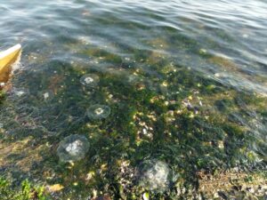 KOCAELİ (AA) – Kocaeli'nin Gölcük ilçesi sahilinde görülen deniz anası