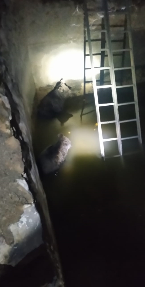 Hakkari'de sulama havuzuna düşen ayı yavruları kurtarıldı