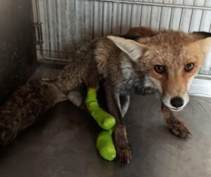 HATAY (AA) – Hatay'ın Arsuz ilçesinde ayaklarından yaralı halde bulunan