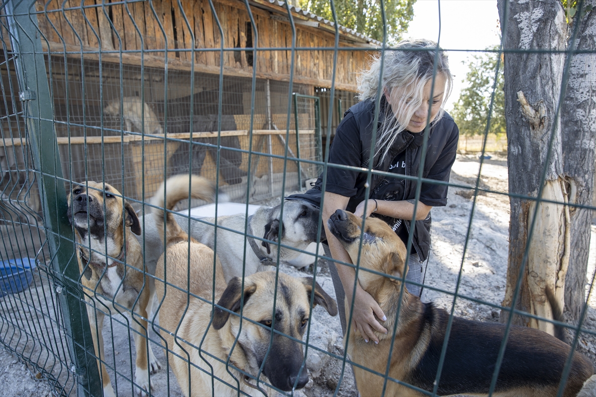 Hayvanseverlerin kurduğu dernek 170 köpeğin sıcak yuvası oldu