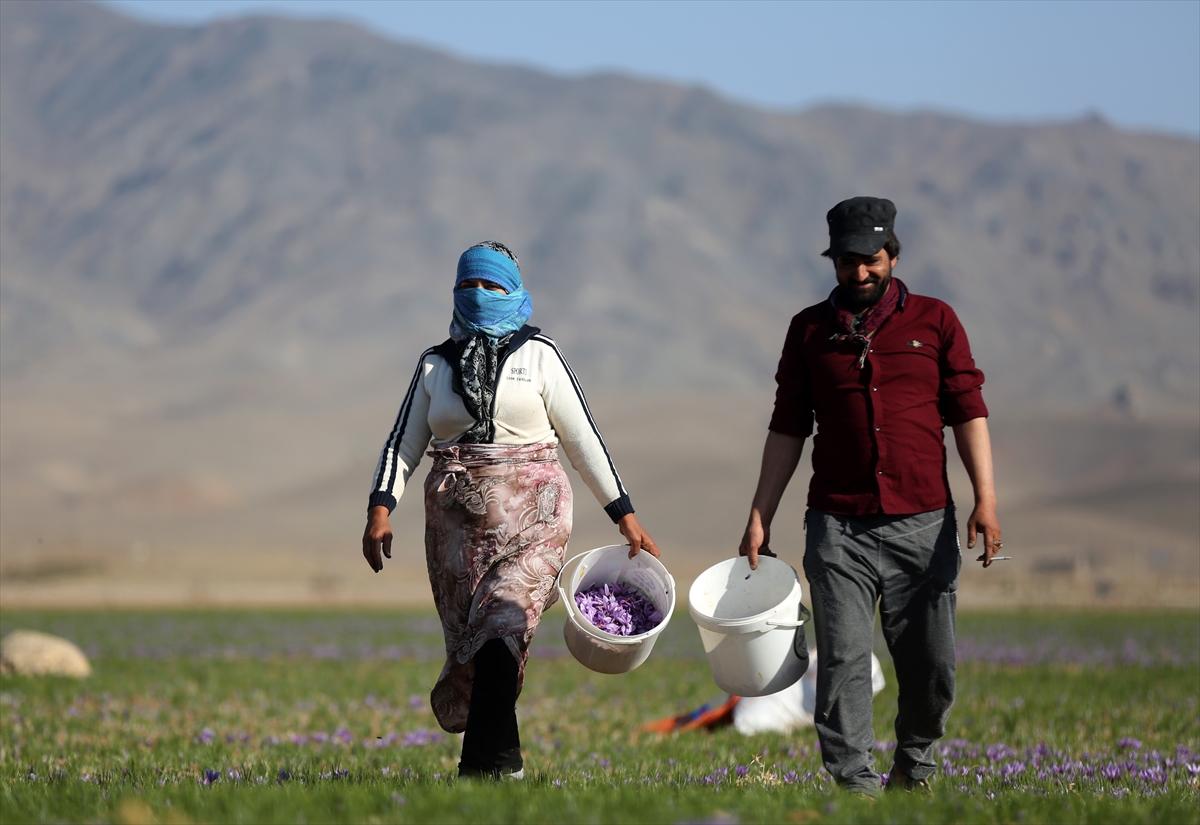 İran'da kuraklık nedeniyle “kızıl altın” safranın çiçekleri açmadı