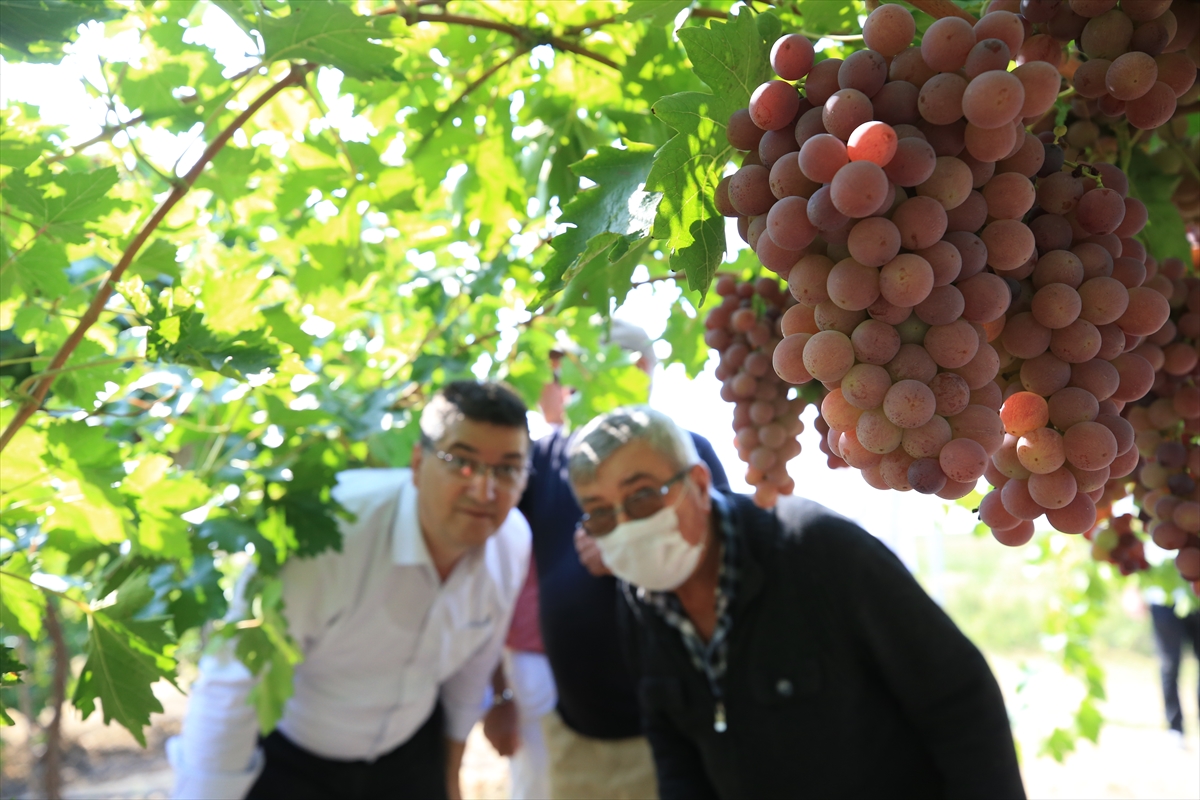 Kırklareli bağcılıkta eski günlerine dönmek istiyor