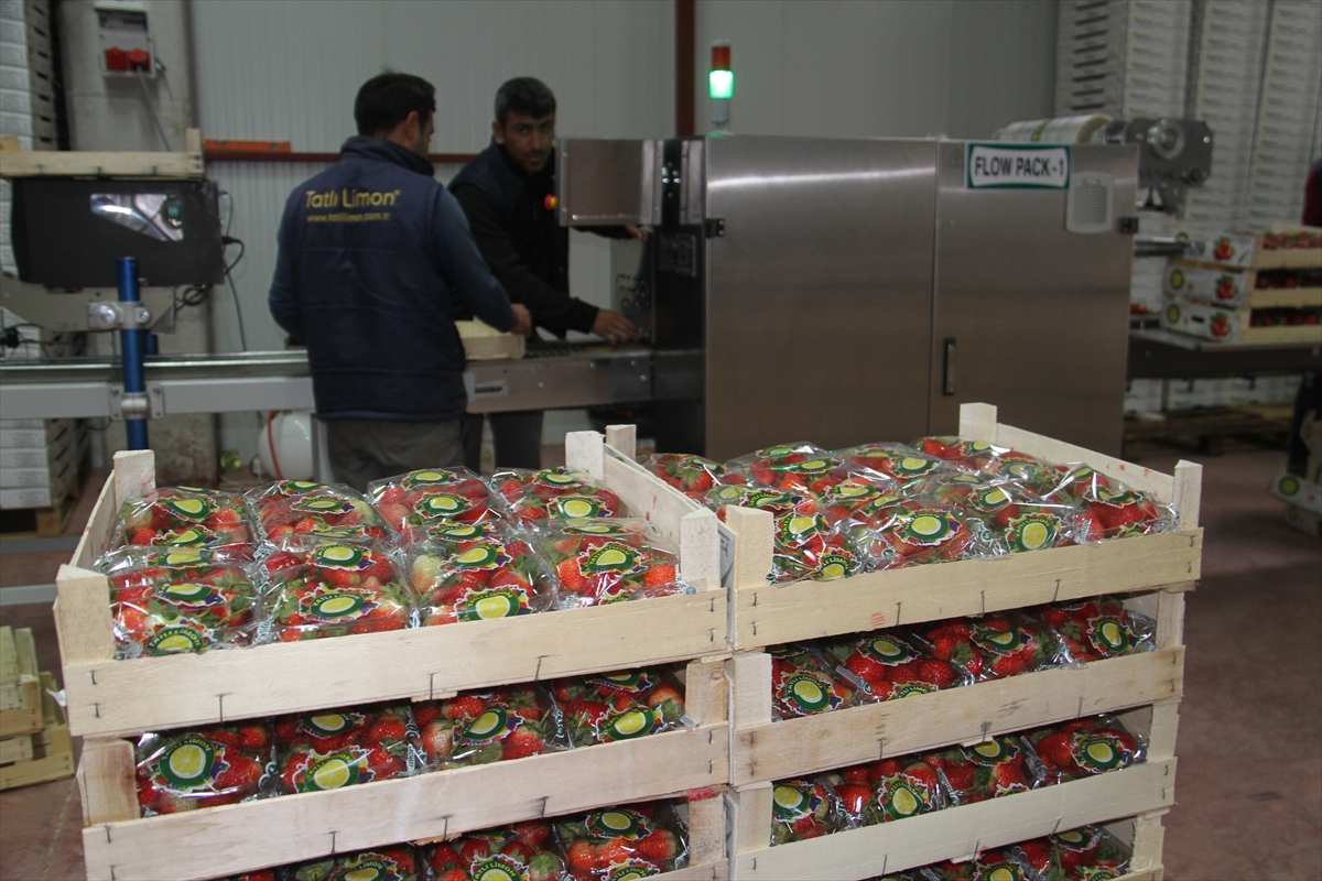 Konya'dan Maldivler, Romanya ve Arap ülkelerine organik çilek ihracatı