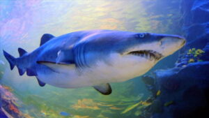 Avustralya’nın Queensland eyaletindeki Whitsundays bölgesinde köpek balığının saldırısına uğrayan 34