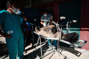 Antalya’daki bir çiftlikte, et ve süt verimi yüksek hayvanların ıslahını