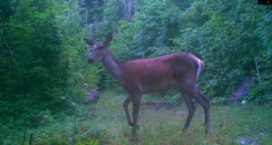 - Milli parkın içindeki fotokapanda, varlığı bilinen ancak bugüne kadar