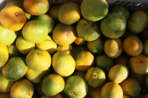 İZMİR (AA) – Ege Yaş Meyve Sebze İhracatçıları Birliği Yönetim