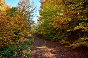 MANİSA (AA) – Manisa'da 1600 rakımlı Demirci ilçesindeki ormanlar, sonbahar