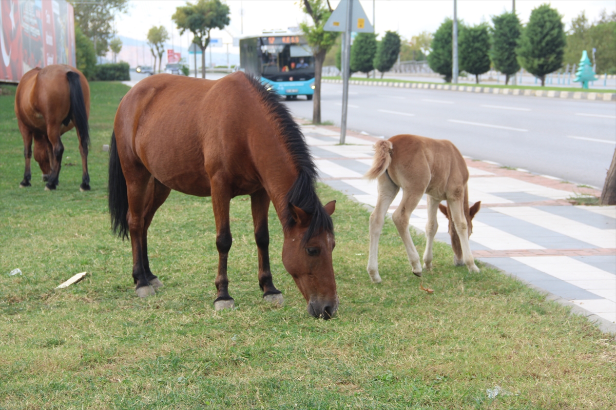 Manisa'da yılkı atlarını yakalamaya çalıştığı iddia edilen iki kişi gözaltına alındı