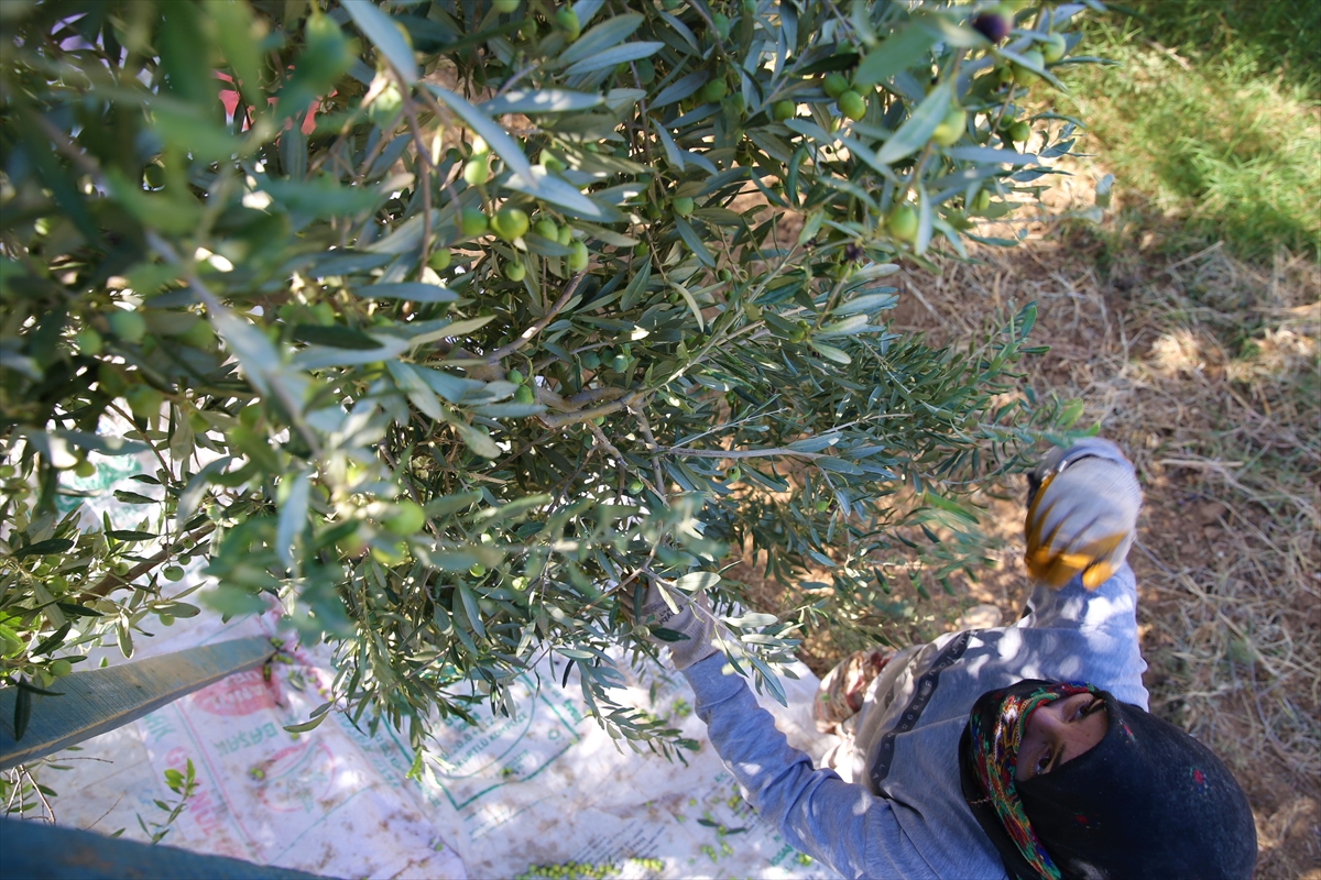 Mardin'in Kızıltepe Ovası'nda zeytin hasadı başladı