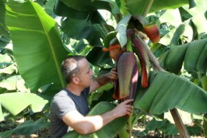 MERSİN (AA) – Türkiye'nin önemli yaş meyve ve sebze üretim