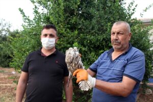 - Doğa Koruma ekiplerinin muhafaza altına aldığı beyaz şahin tekrar