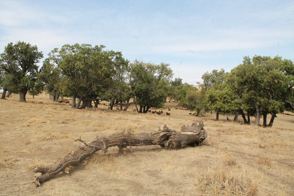 Muş'ta 400 yıllık meşe ağaçları tespit edildi
