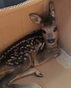 GİRESUN (AA) – Ordu'nun Akkuş ilçesinde bulunan yavru karaca koruma