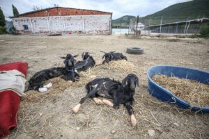 BURSA (AA) – SERGEN SEZGİN – Antalya'nın Manavgat ilçesindeki orman