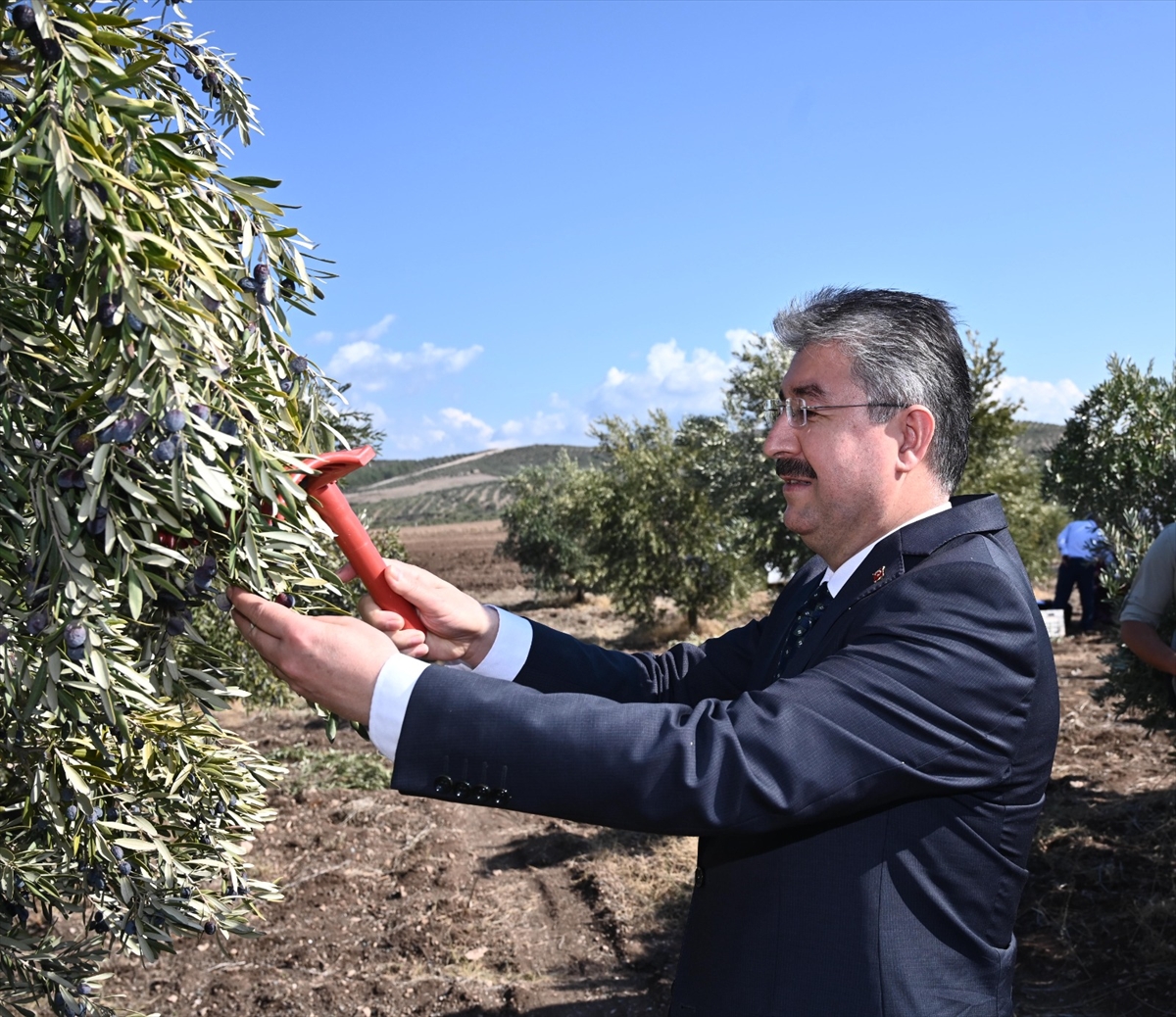 Osmaniye'de zeytin hasadı başladı