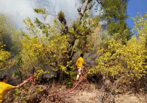 OSMANİYE (AA) – Osmaniye'nin Düziçi ilçesinde önceki gün çıkan orman