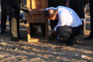 ŞANLIURFA (AA) – Şanlıurfa 75. Yıl Ceylan Üretme İstasyonu'nda doğan